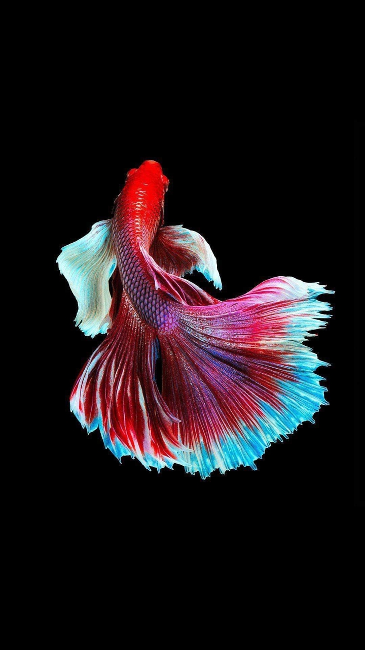 betta fish