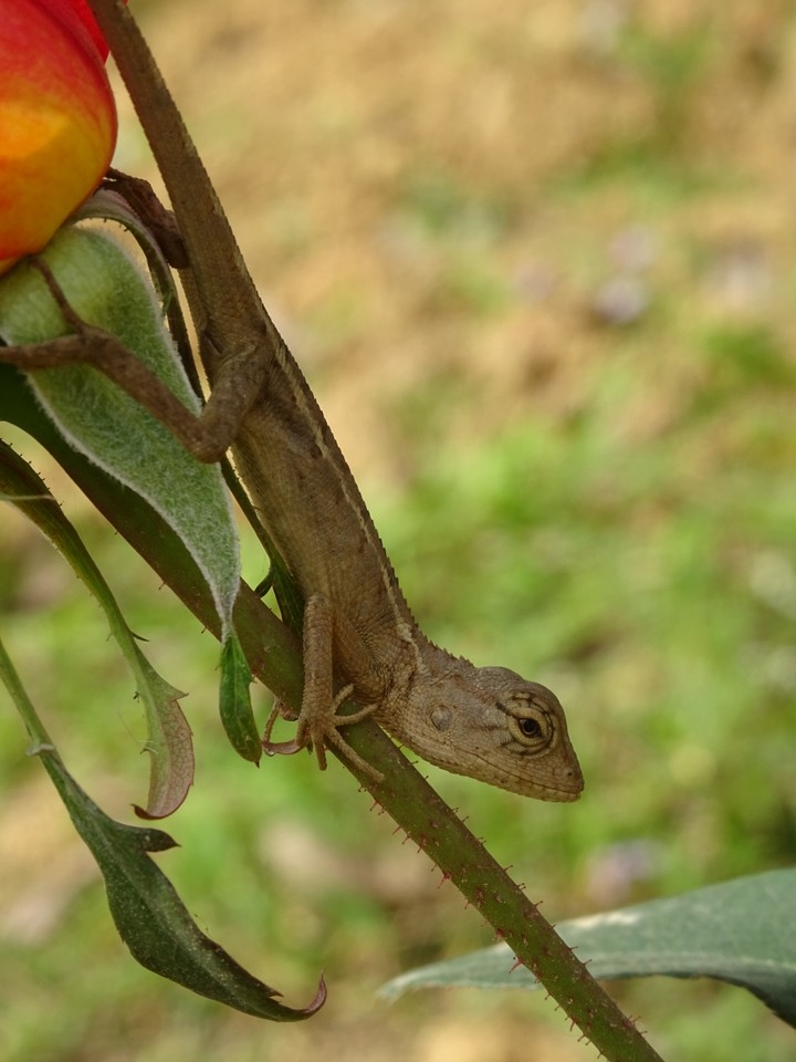 蜥蜴