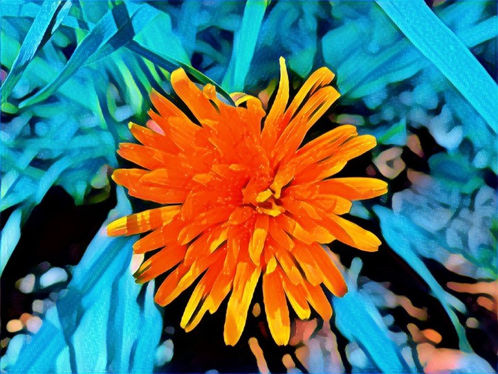 dandelion orange & blue