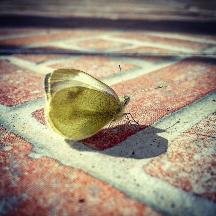 #YellowButterfly
