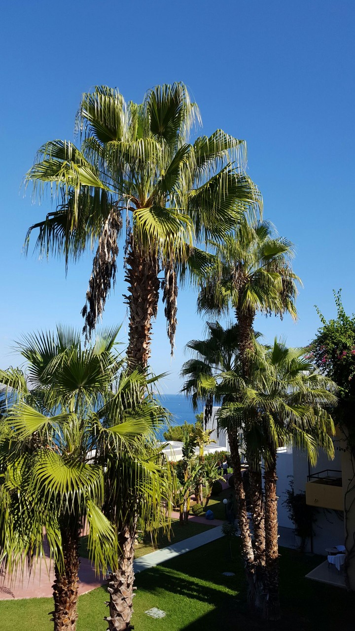 Palms