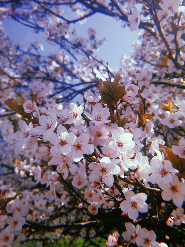 Spring