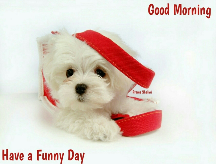 Puppy