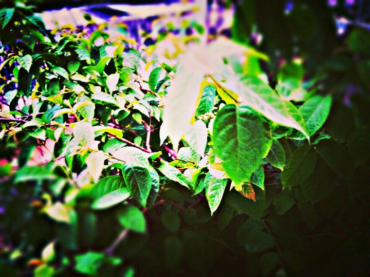 Leaves hd wallpaper