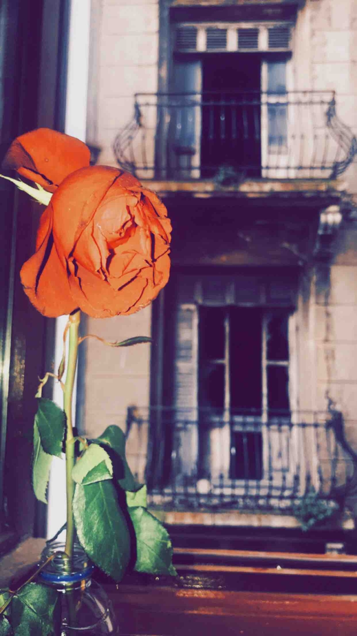 rose ?