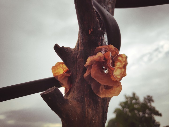 mushroom