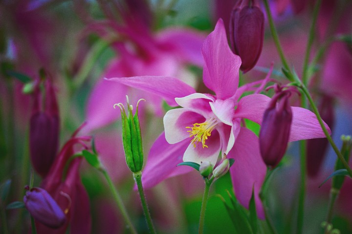 Aquilegia