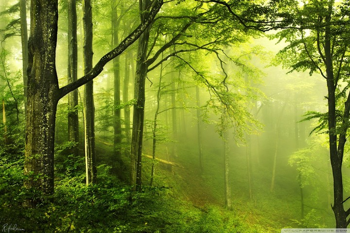 (Serial No. 3) Beautiful Green Forest wallpaper