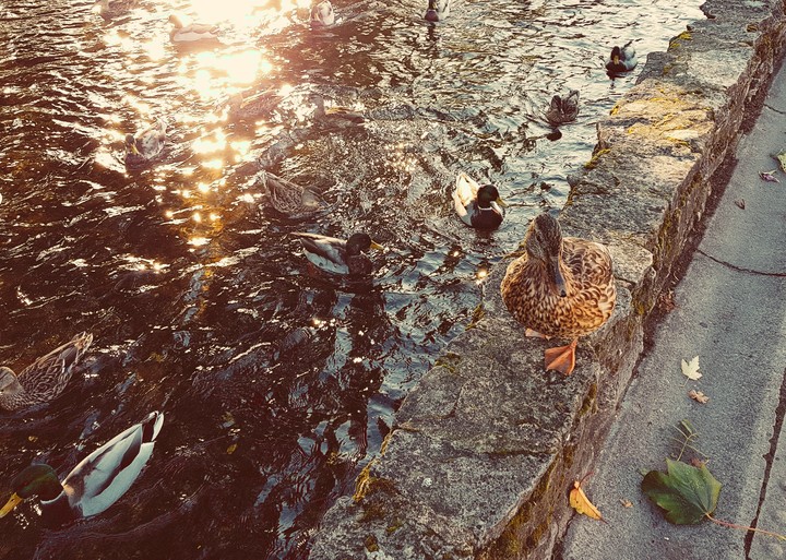 Duck