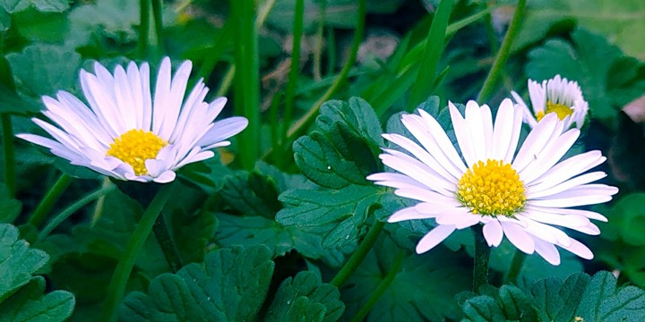 Daisy is a reason why I love Daisy power...