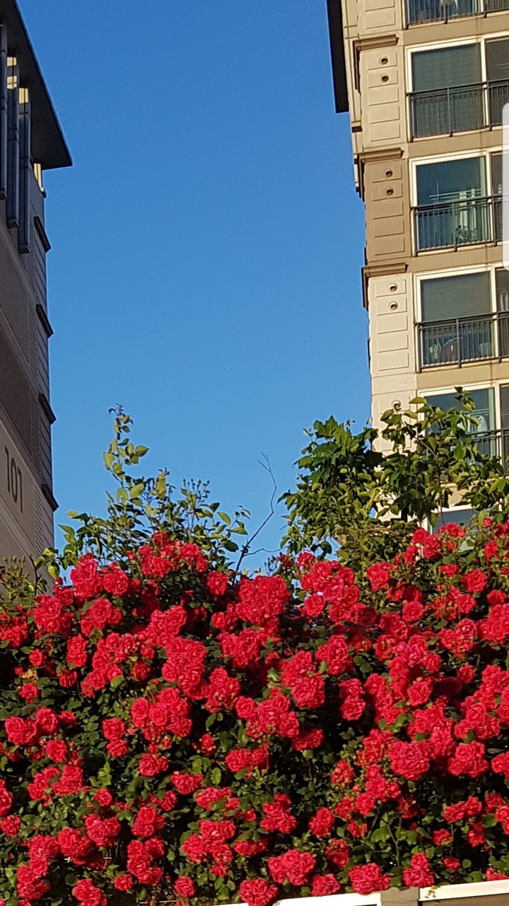 장미
