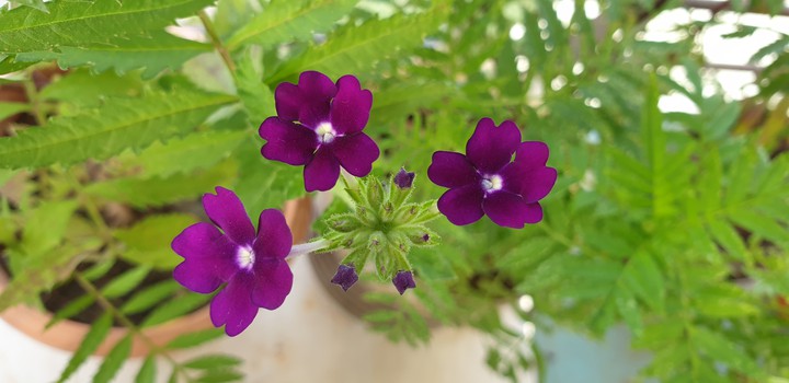 Sweet Flowers
