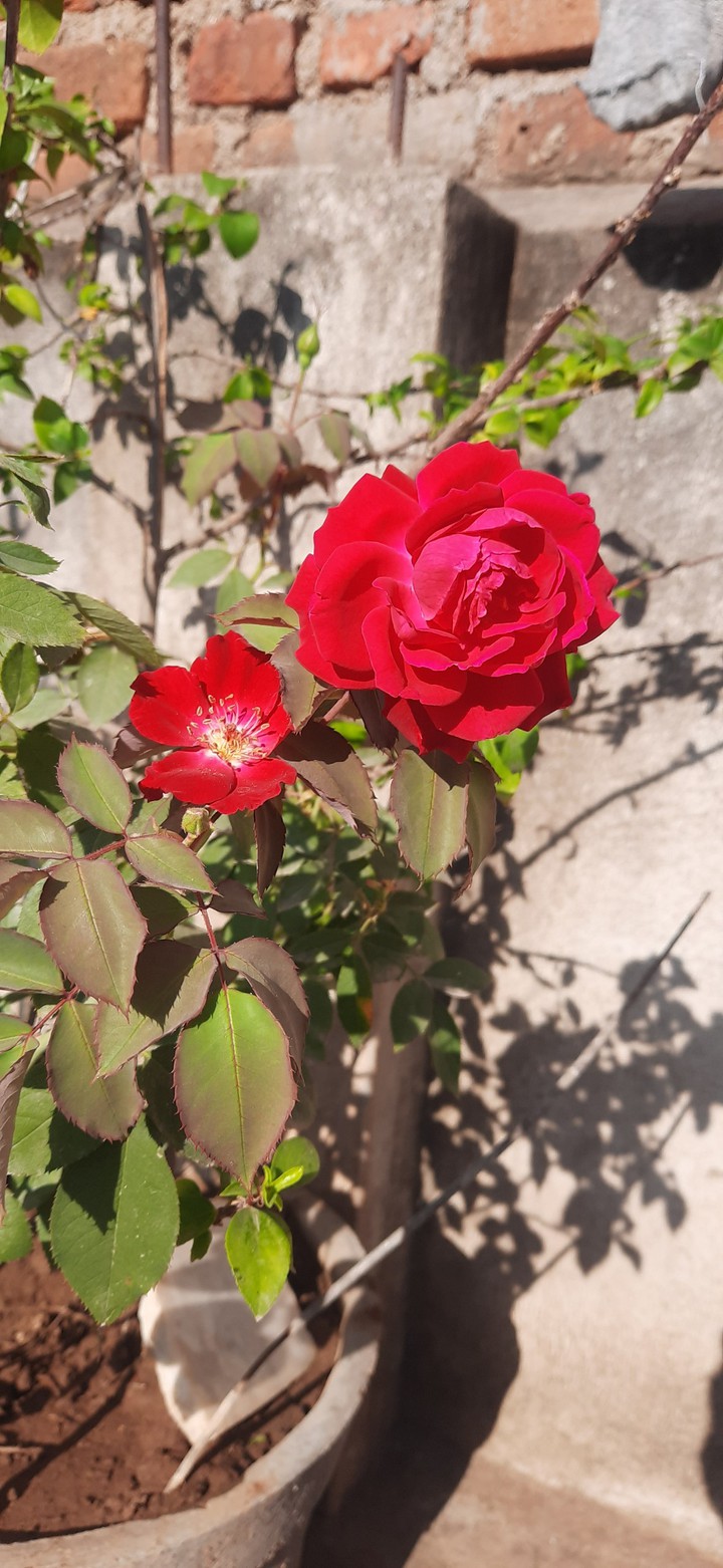 rose