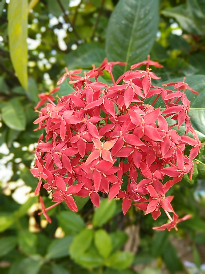 A flower