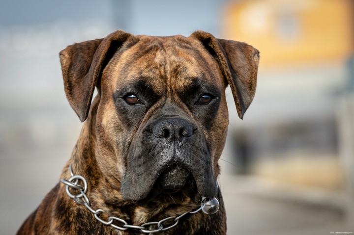 Junior..  Ares