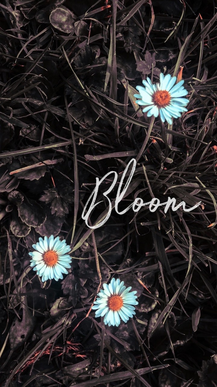 bloom