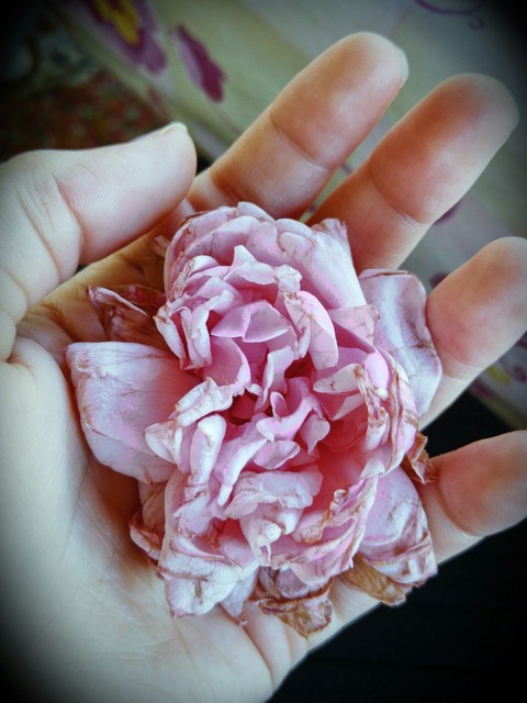 flower in hand