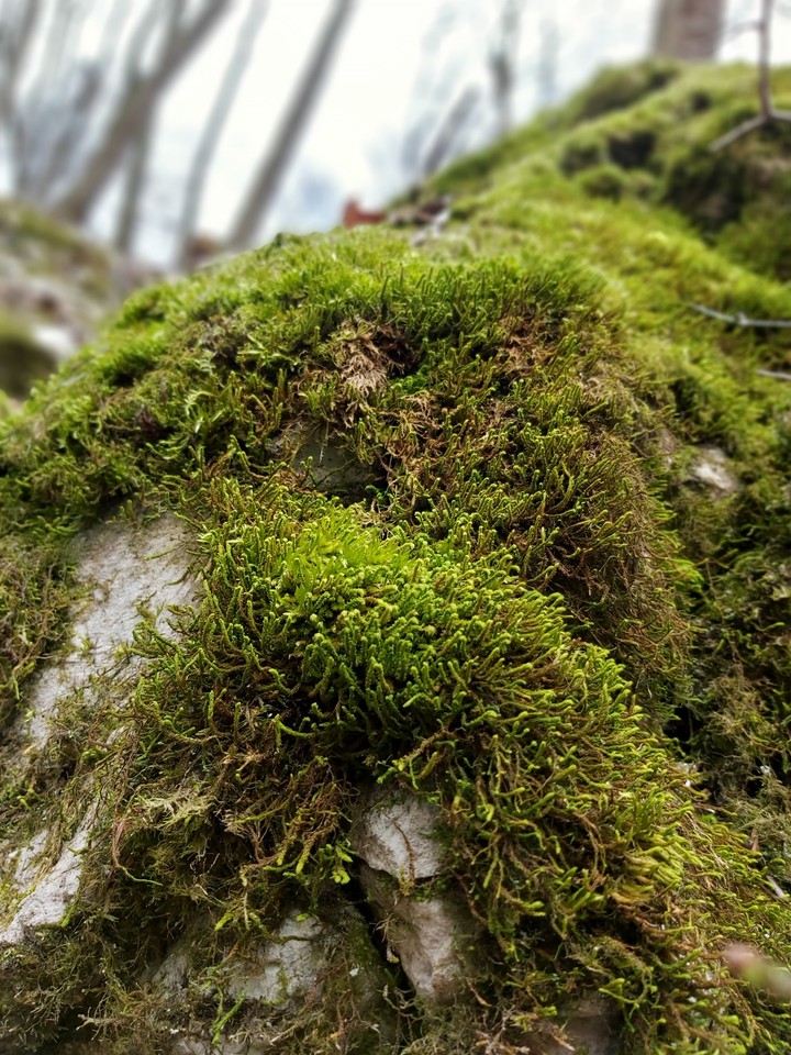 green in winter