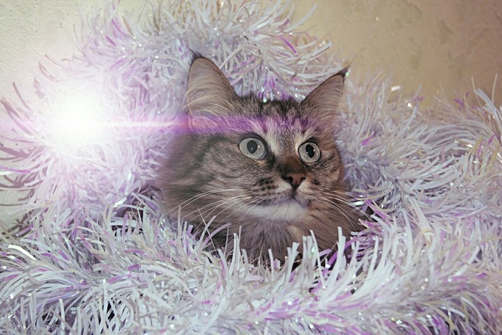 Коша