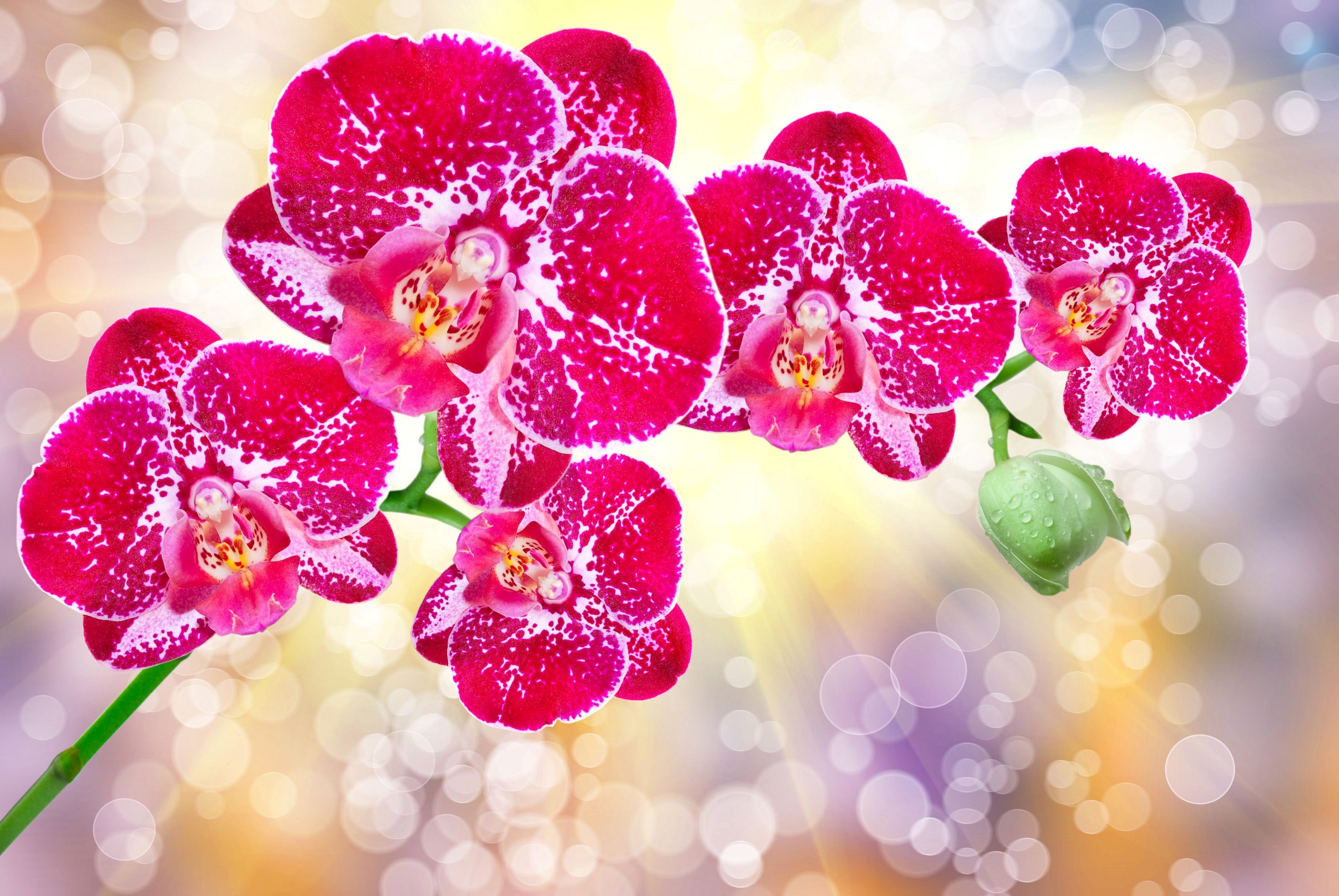 fondos de pantalla pink, purple
