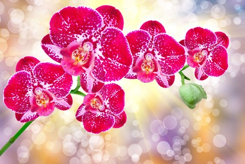 pink, purple duvar kağıtları