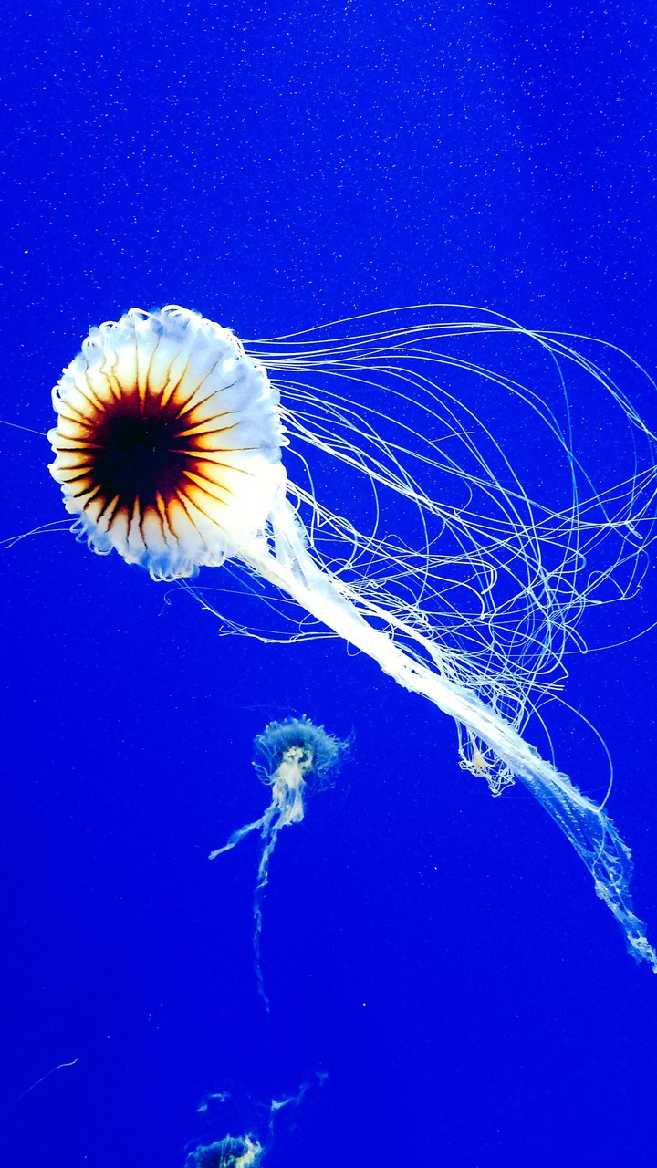 jellyfish