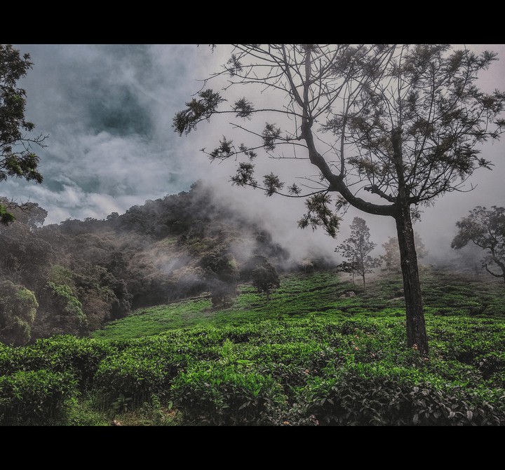 Tea farm