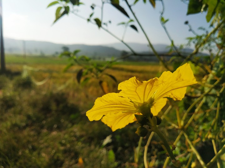Nature Similipal