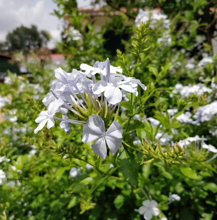 white flowers