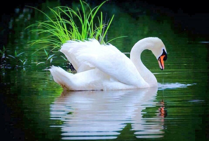 duck