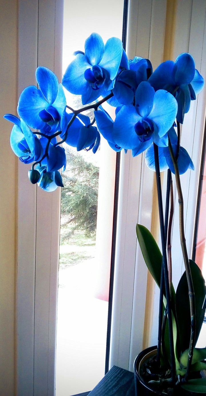 magic blue