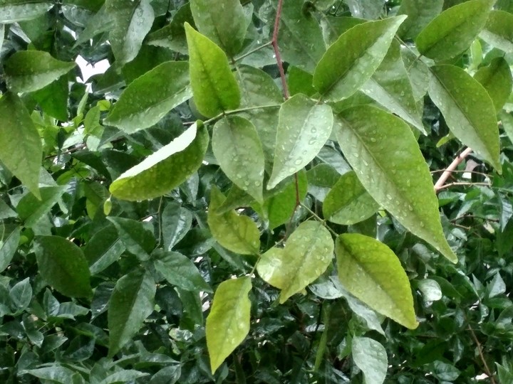 raining