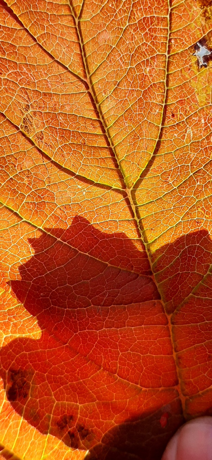 autumn