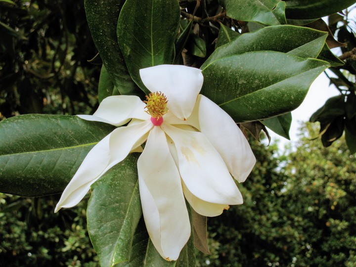 Magnolia