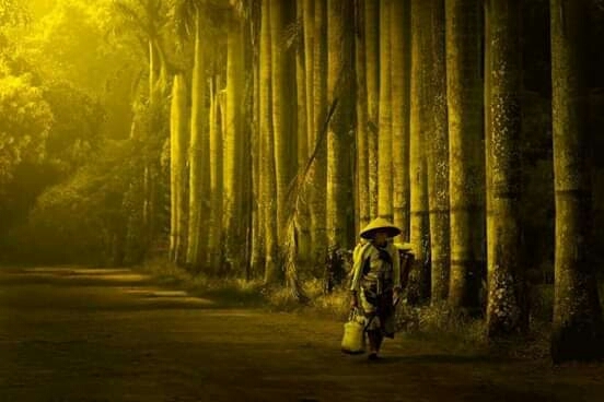 the beauty of Indonesia's nature