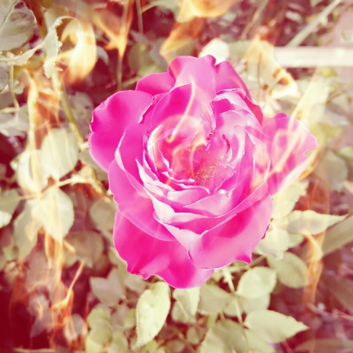 flemebal rose