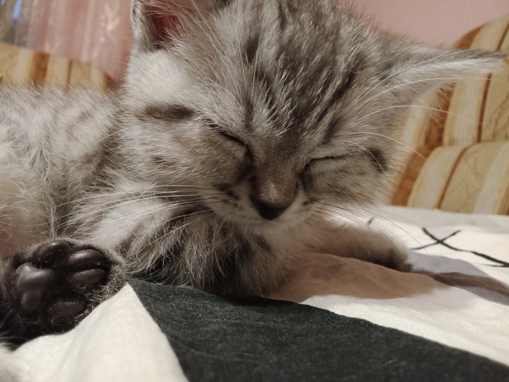 спящий котик ?