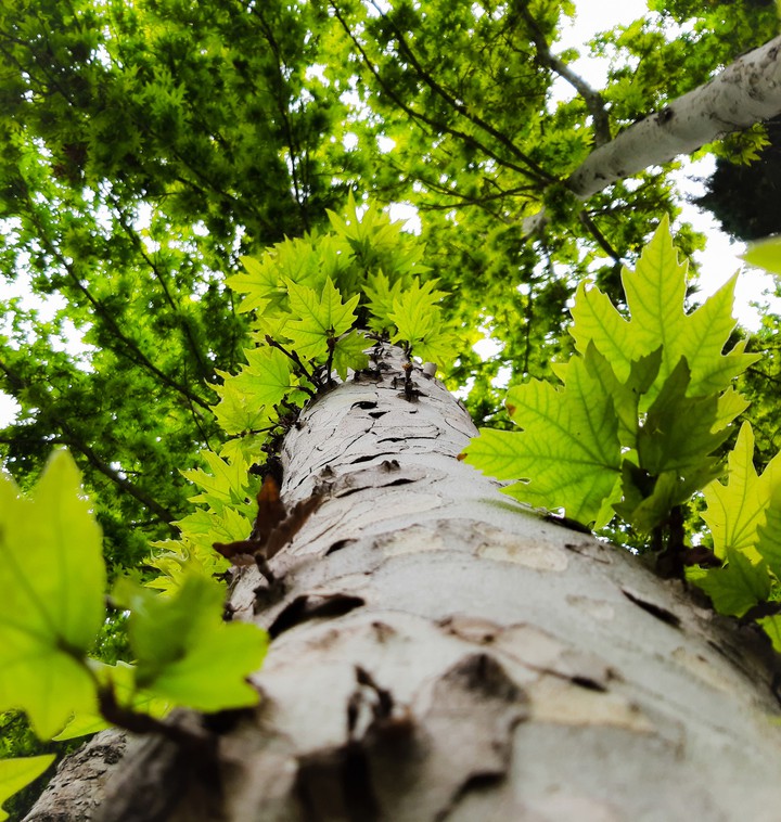 Leaves_Soar