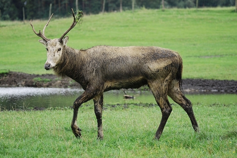 meadow, snout壁紙