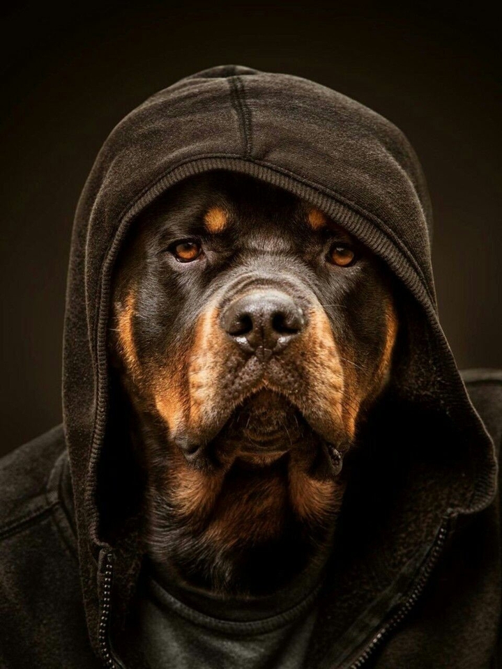 G-Dog