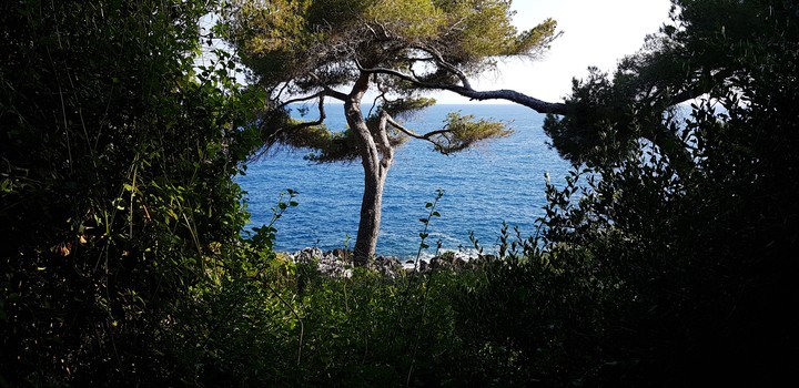 Mare