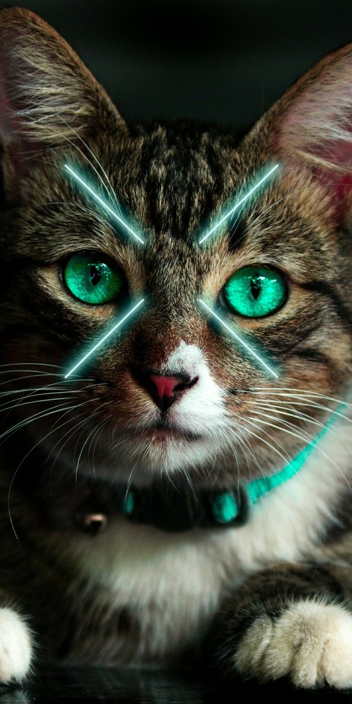 neon cat