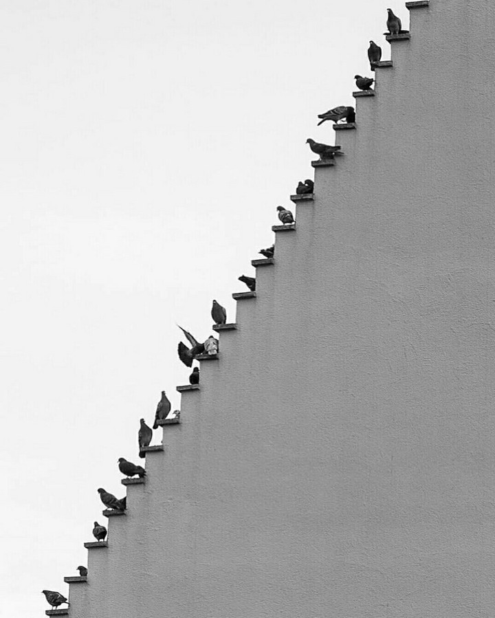#birds