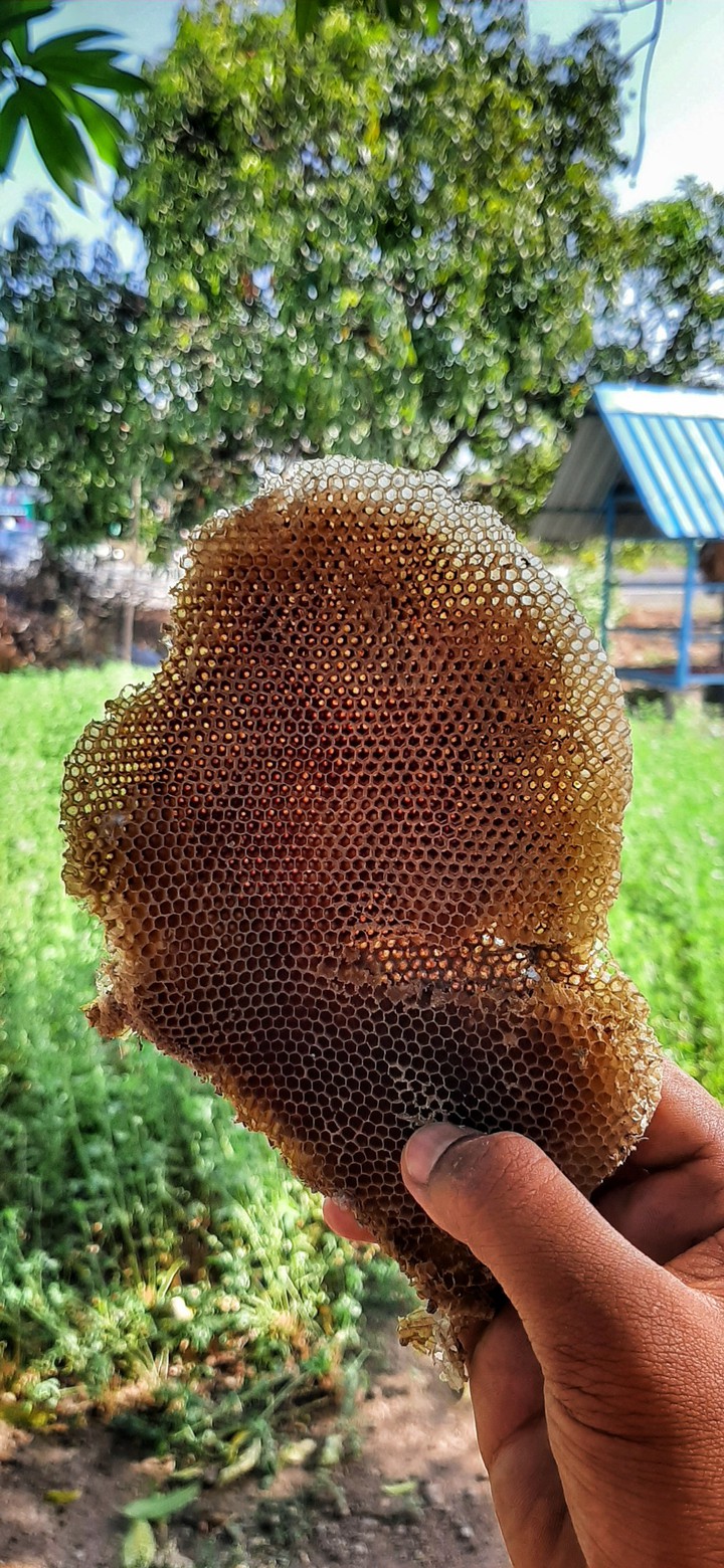 honeycomb