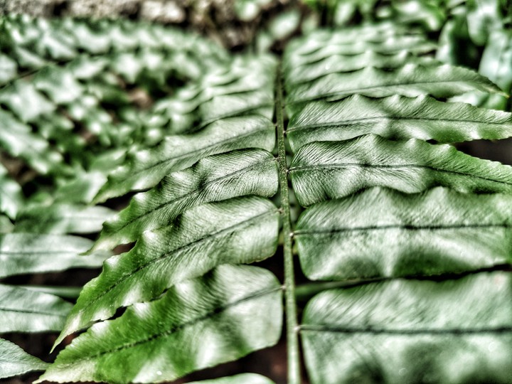 retro fern