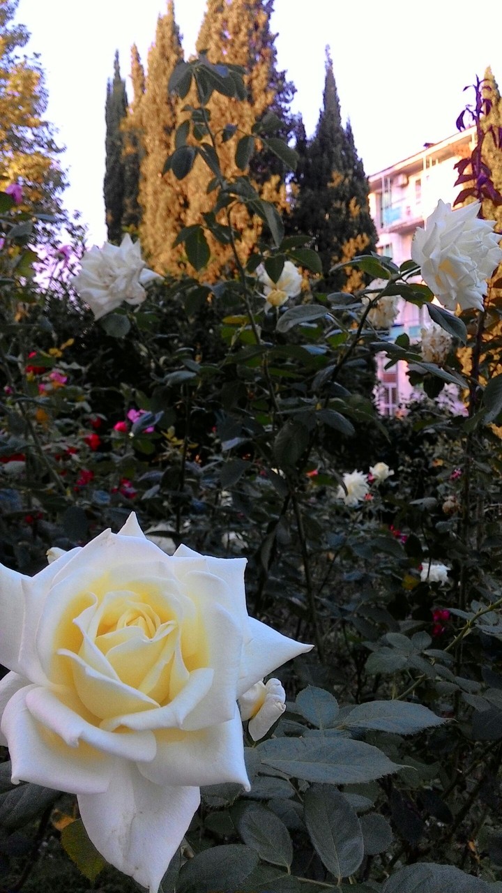 Roses