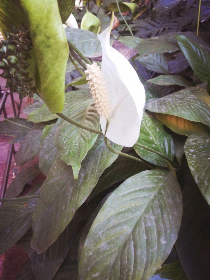 Anthurium flower