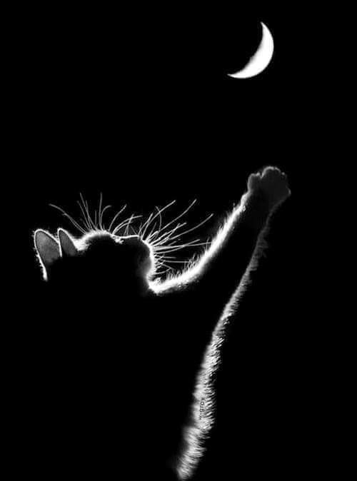 Reach for the Moon