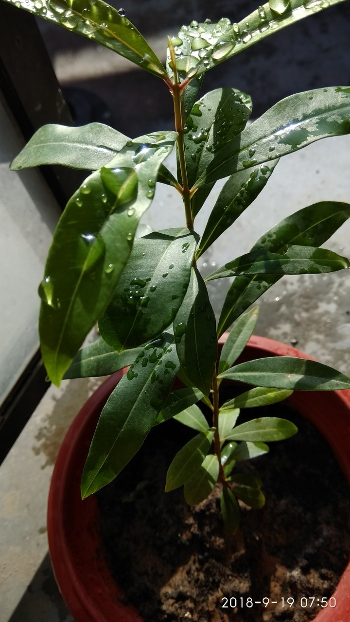 plant ?