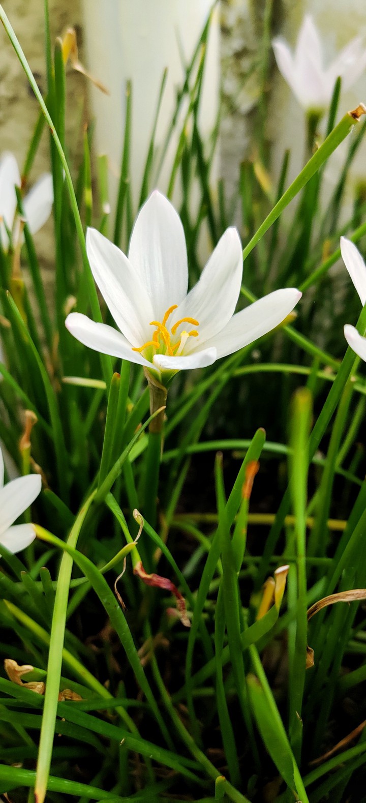 White Flower